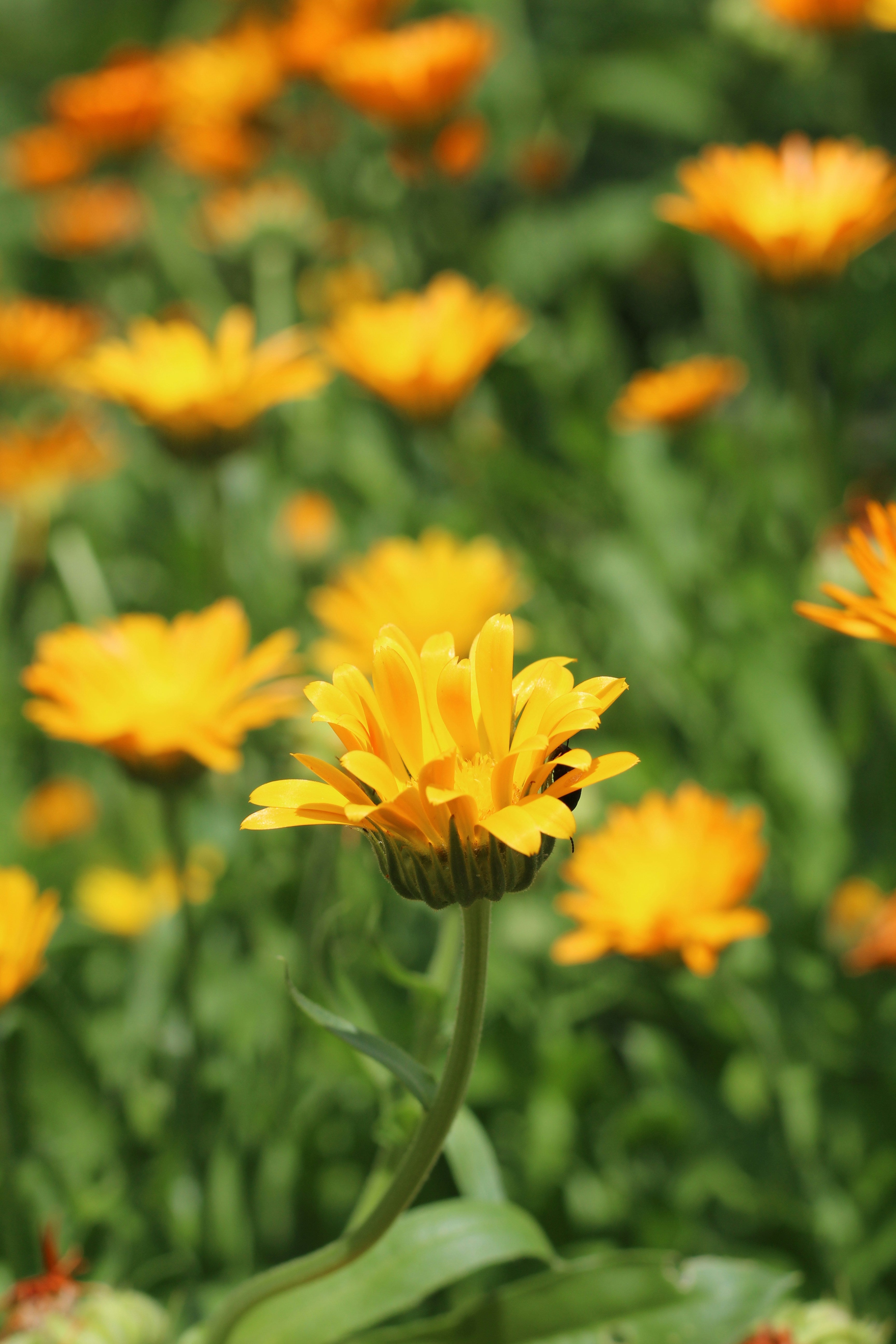 Orange and yellow calendula flowers blooming on green stems