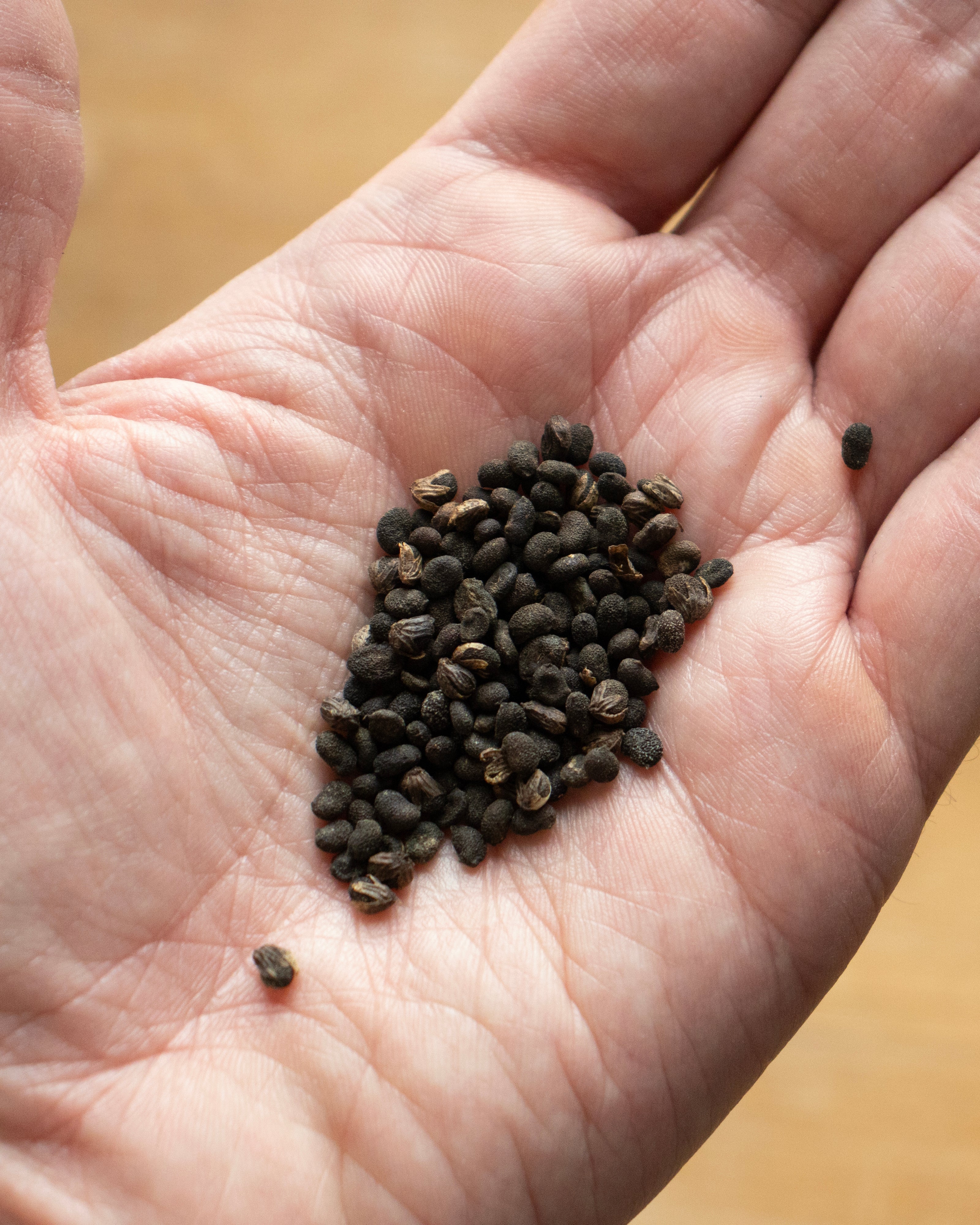 A hand full of the seeds of the Psoralea corylifolia plant, the plant-based source of Bakuchiol 